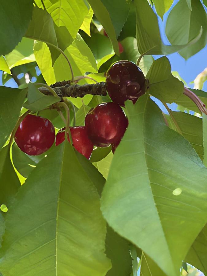 Gite Les Feuilles De Chene Villa Carpentras Eksteriør billede